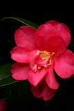 Camellia sasanqua RCP1-12 063.JPG